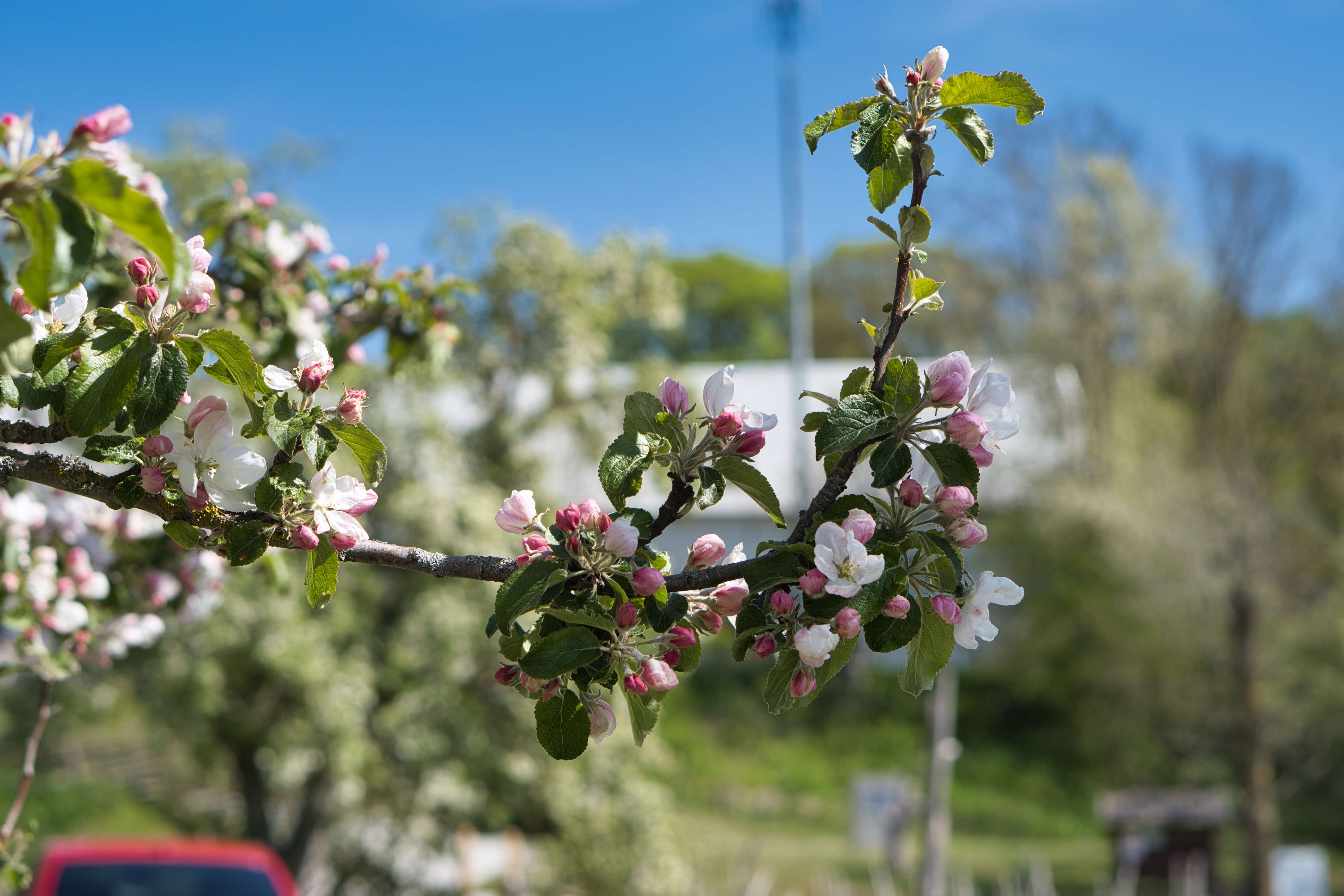 Förlovning